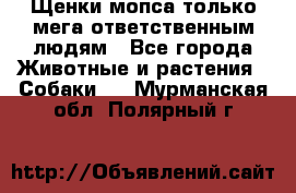 Щенки мопса только мега-ответственным людям - Все города Животные и растения » Собаки   . Мурманская обл.,Полярный г.